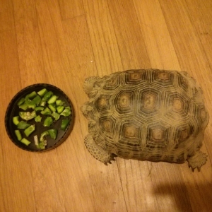 My Tortoise - Champ