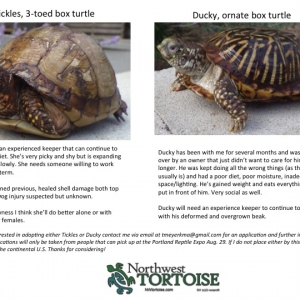 Torts for adoption