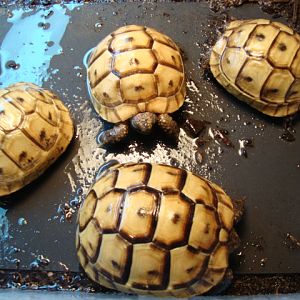 Ibera Greek tortoises