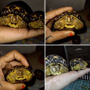 Baby star tortois attacked by rat few days ago
