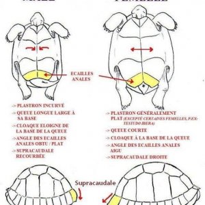 How To Tell Age Of A Tortoise