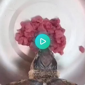 tortoise eat minced meat