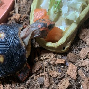 My tortoise Maple eating melon