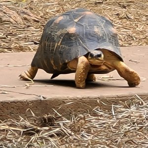 Tort at Knoxville Zoo.jpg