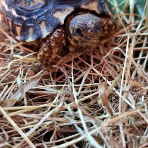 Baby leopard tortoise
