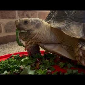 Stump Sulcata Tortoise eat pet burp