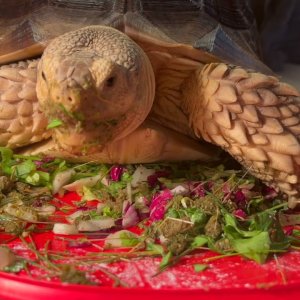 Stump Sulcata Tortoise time to eat