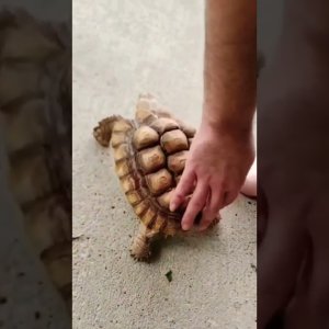 Tortoise 2-step? 🤔🤣