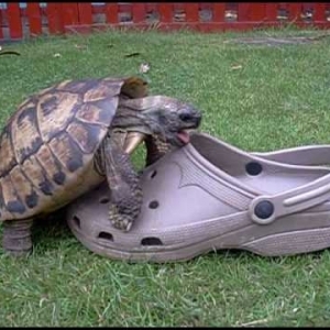 Tortoise humping a shoe