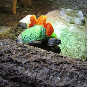 Mossy Tortoise Stegosaurus Costume!