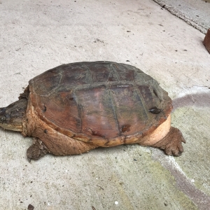 Snapper that decided to visit