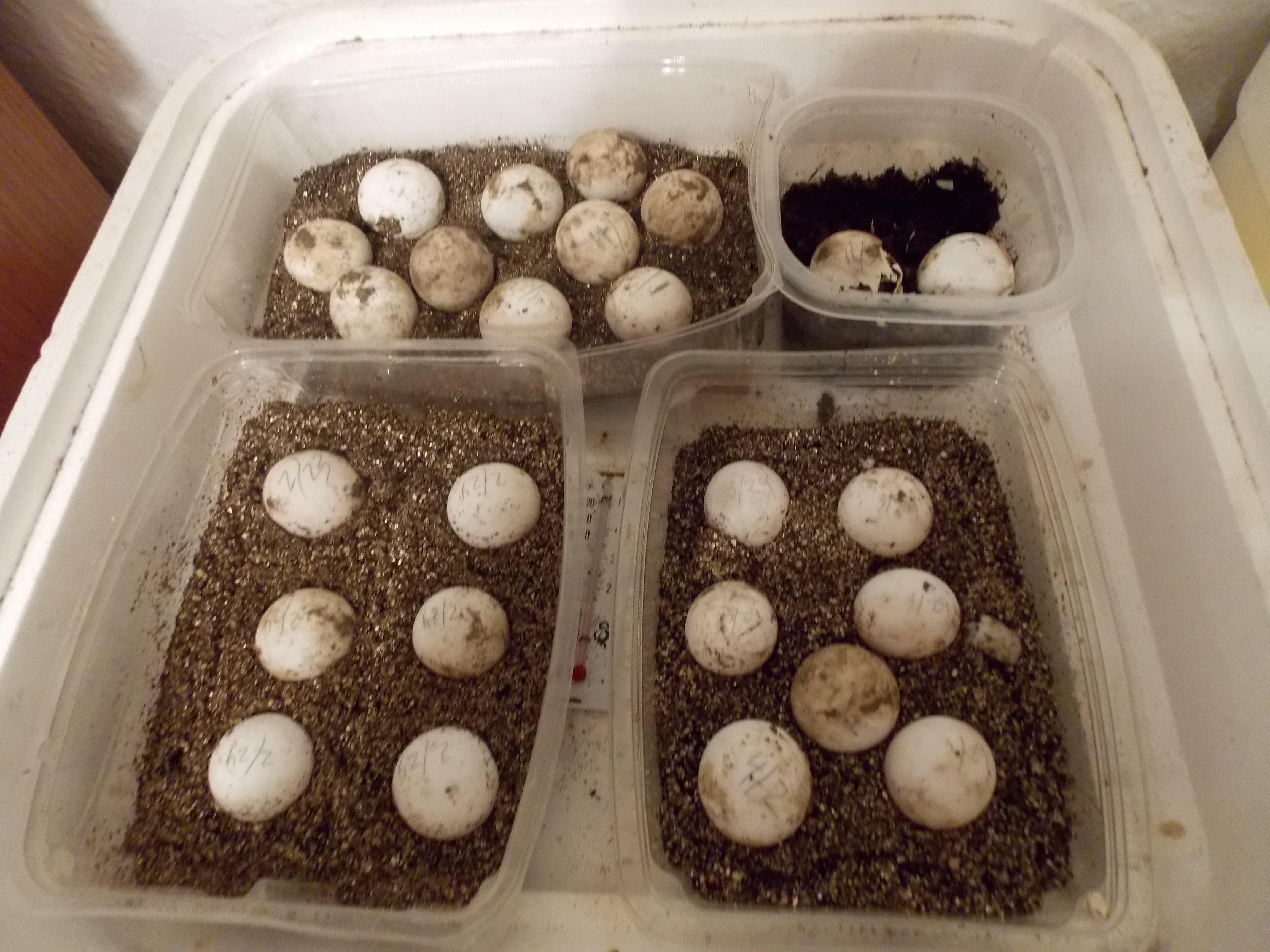 1 of 2 incubators of redfoot eggs