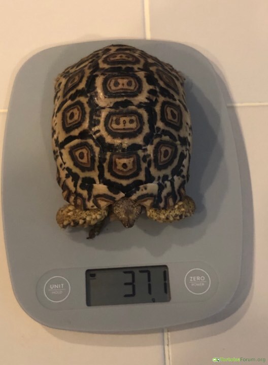 371 grams at 1 year old