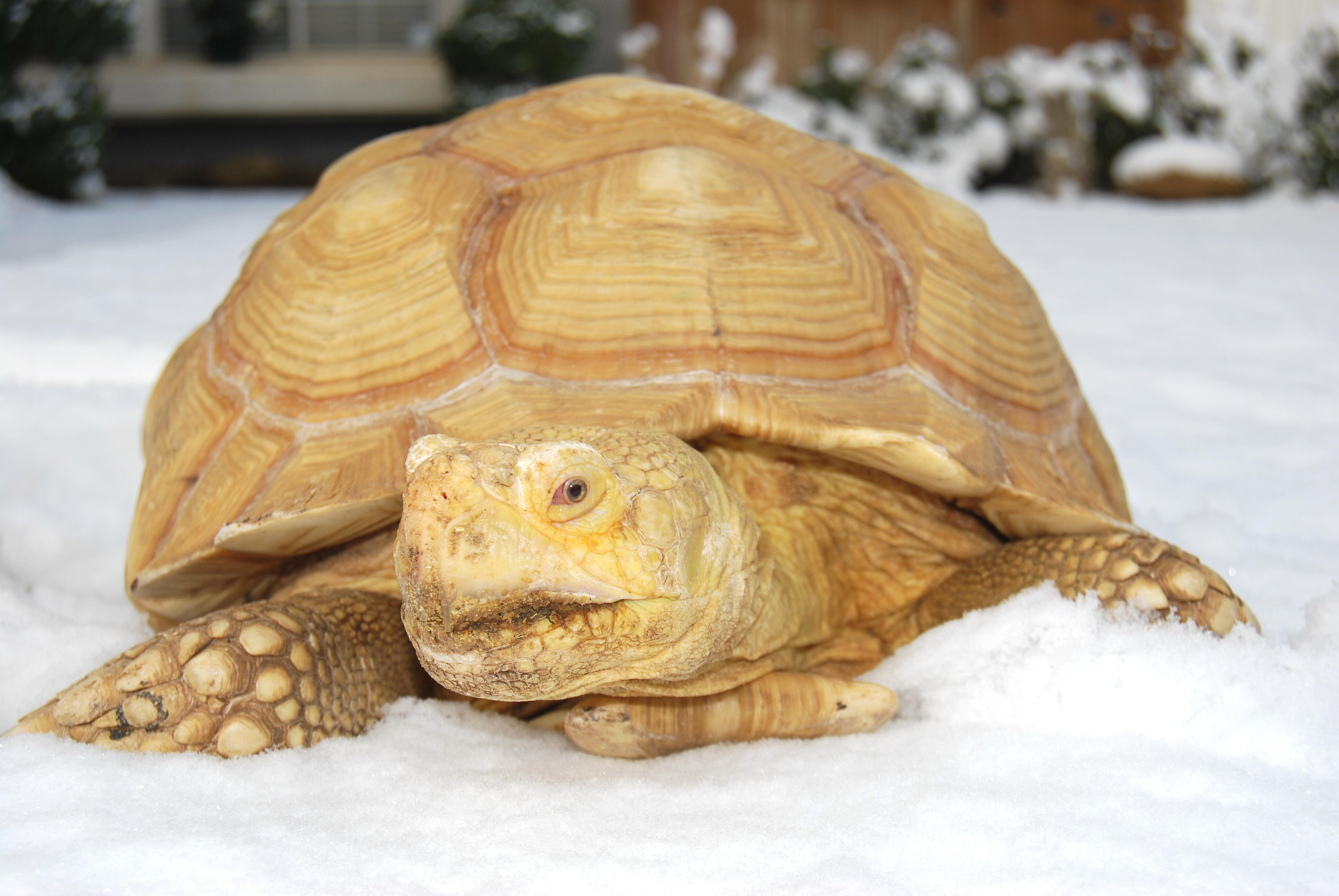 ALADAR IN THE SNOW!