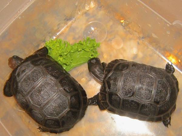 Aldabra tortoise babies