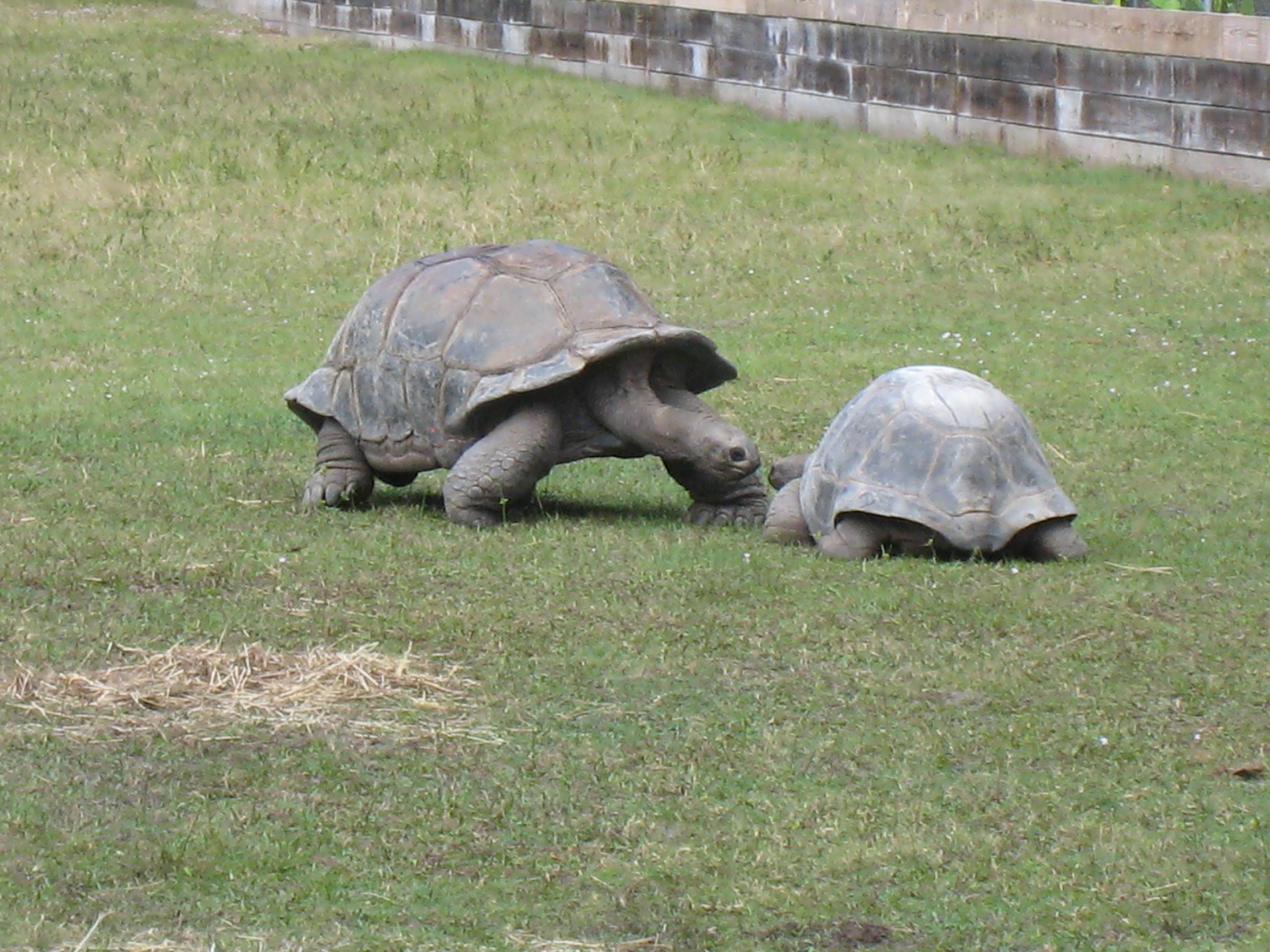 ALDABRA TORTOISES // 12-07-2014