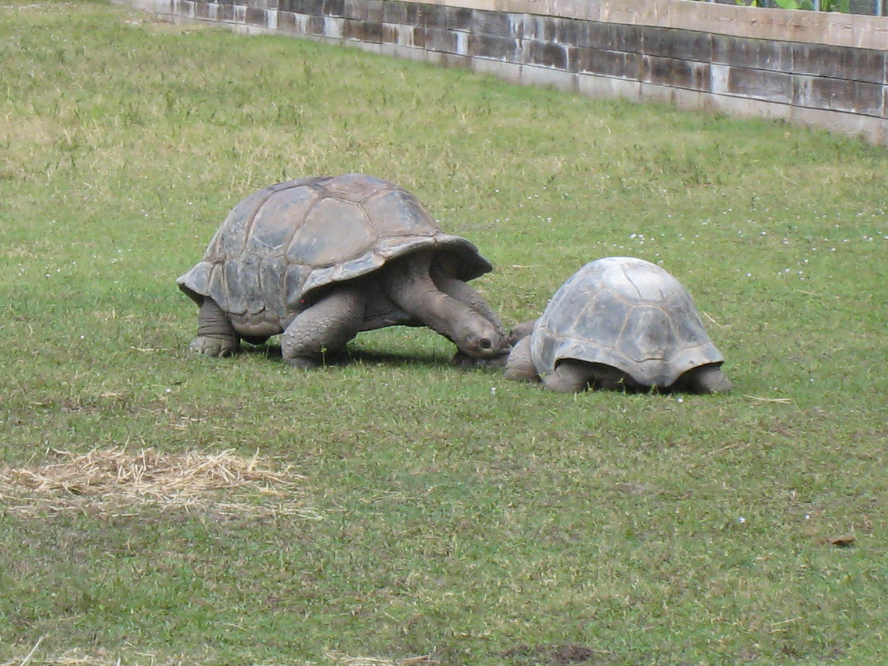 ALDABRA TORTOISES // 12-07-2014