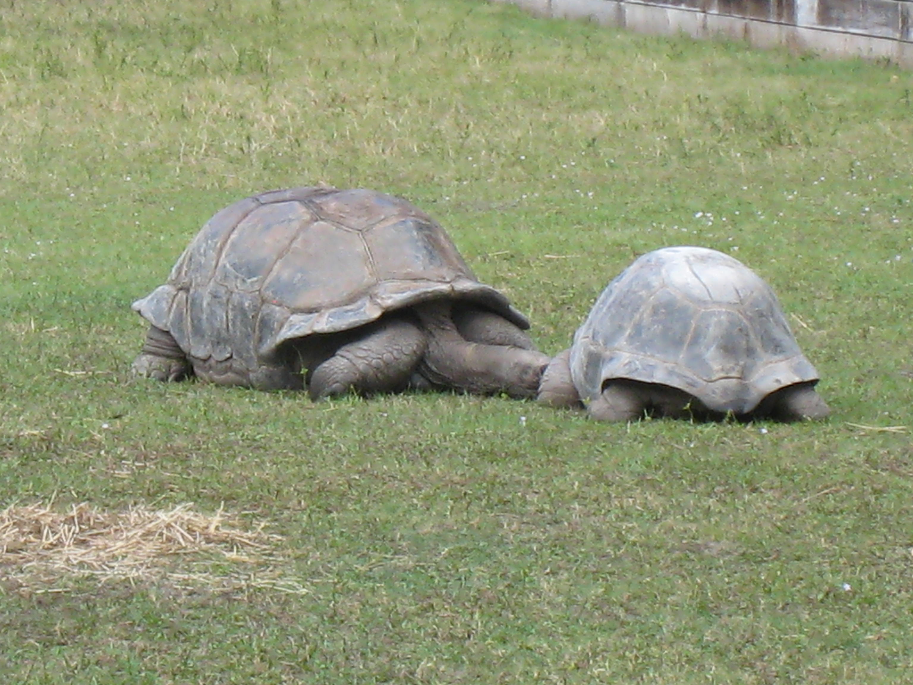 ALDABRA TORTOISES // 12-07-2014