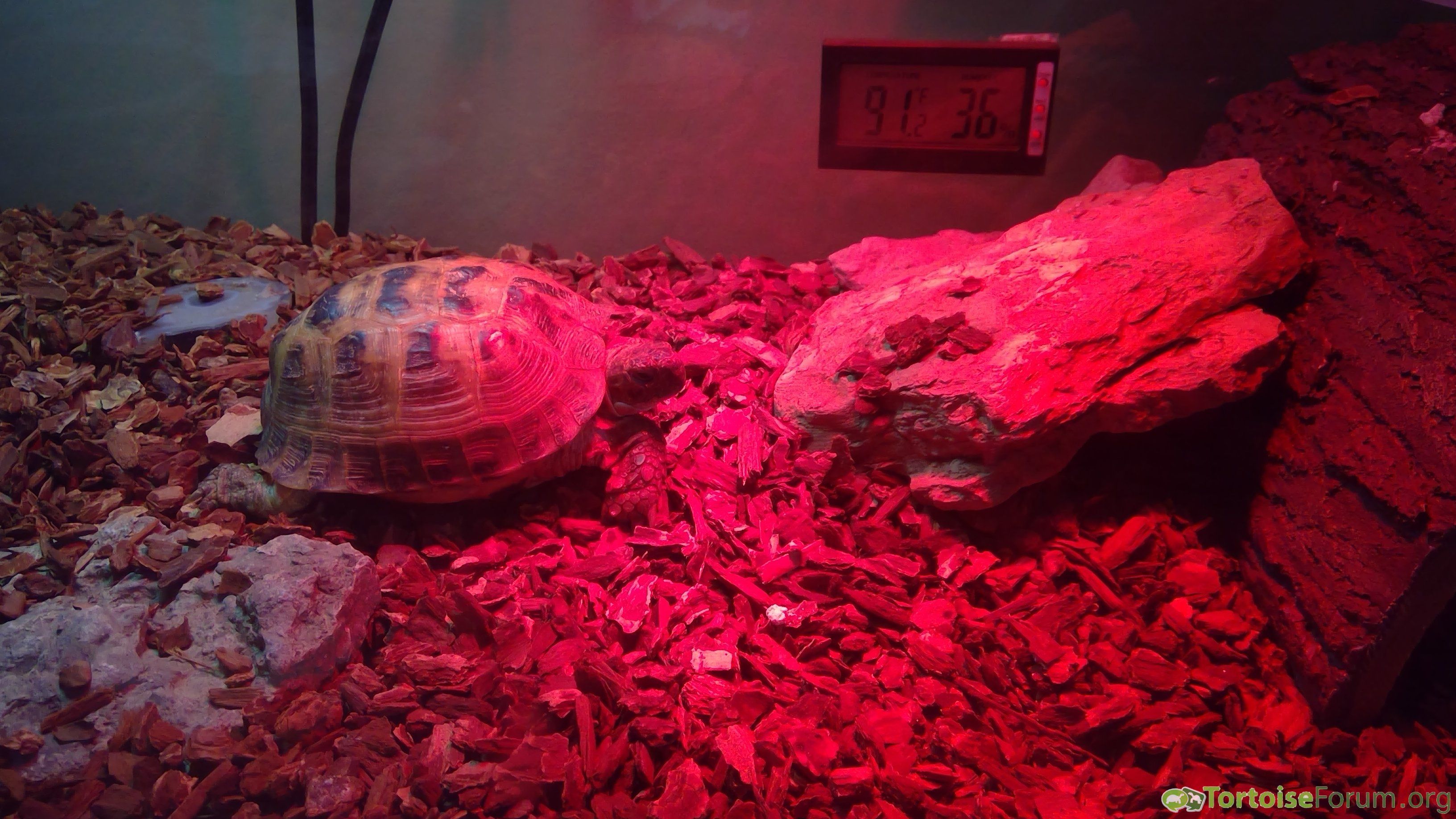 am i the only one with a tortoise who sleeps all the time?