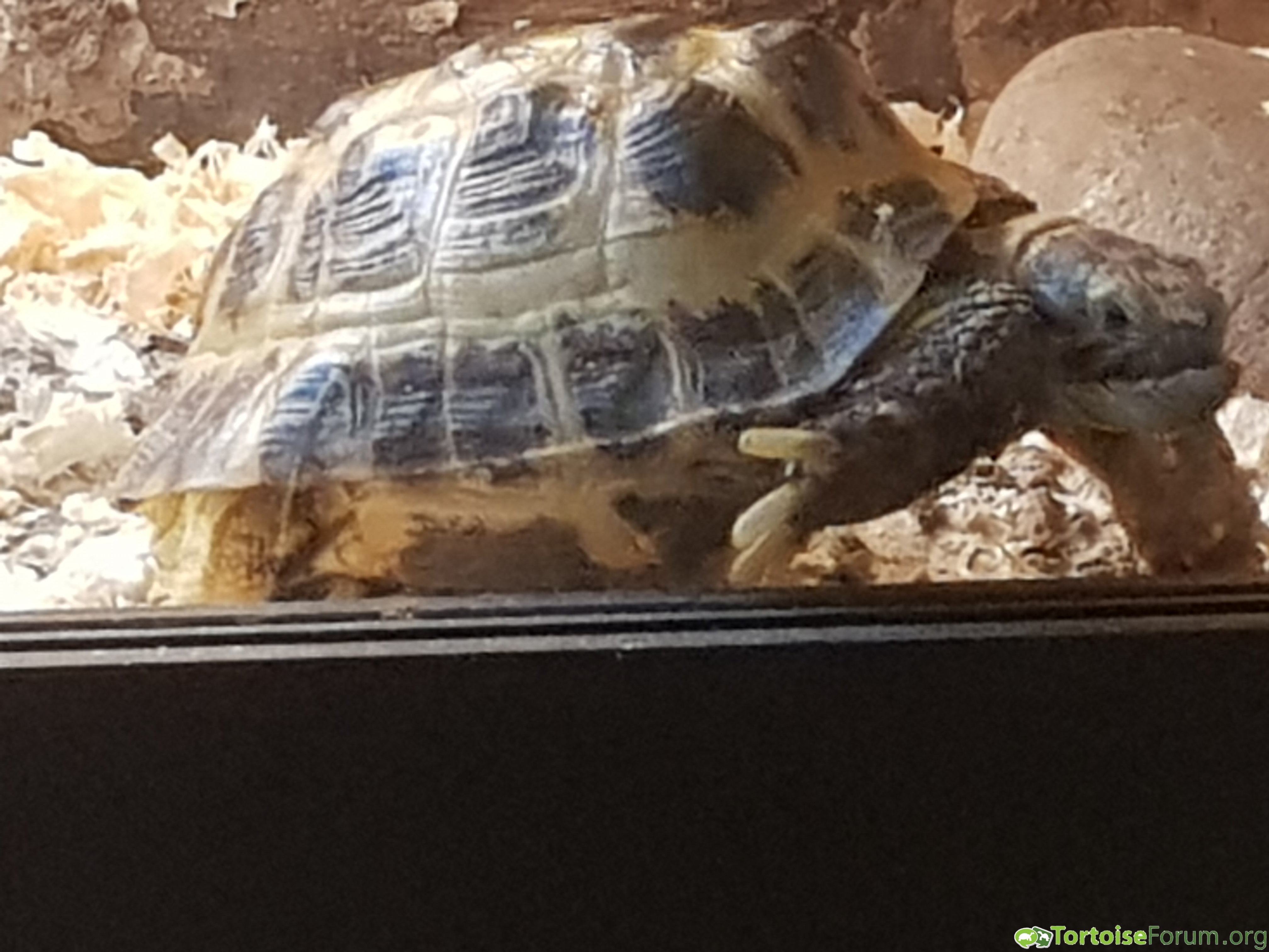 another picture of my Tortoise Bob