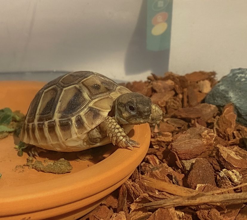 baby hermann