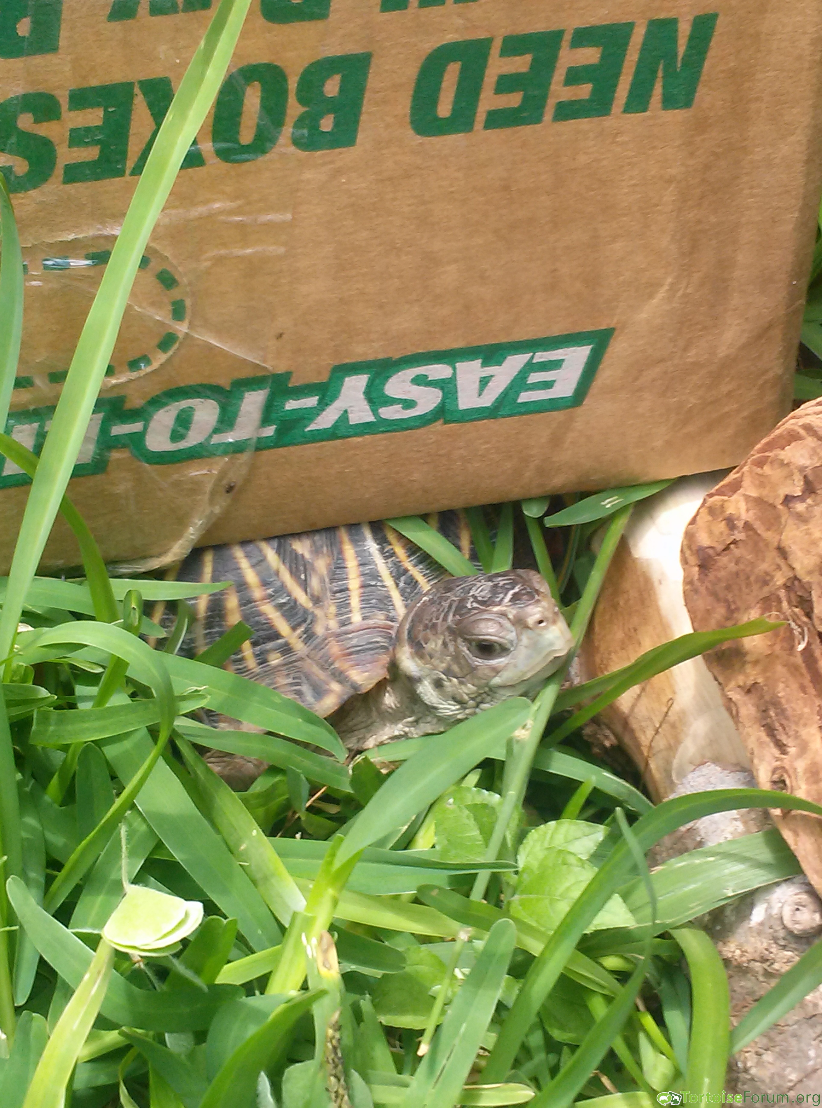 "Box" turtle...get it?!
