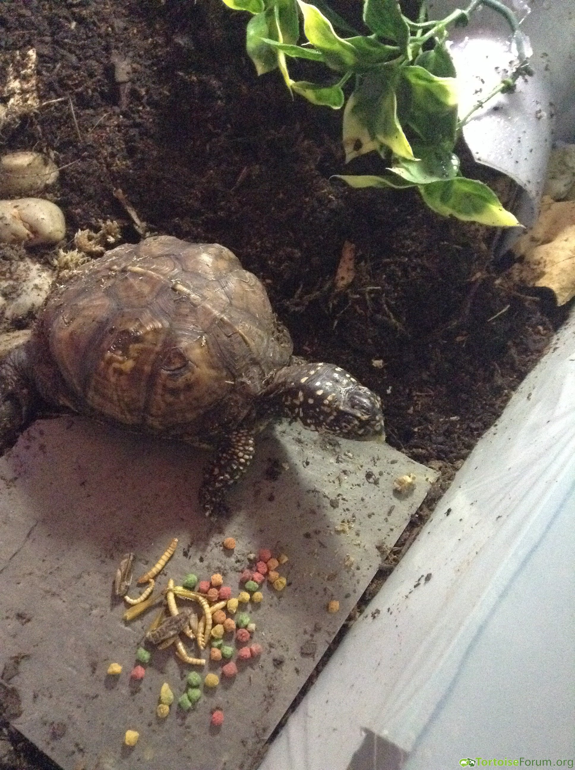 Breakfast (eastern box turtle)