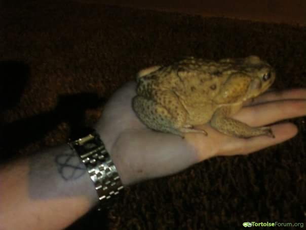 cane toad