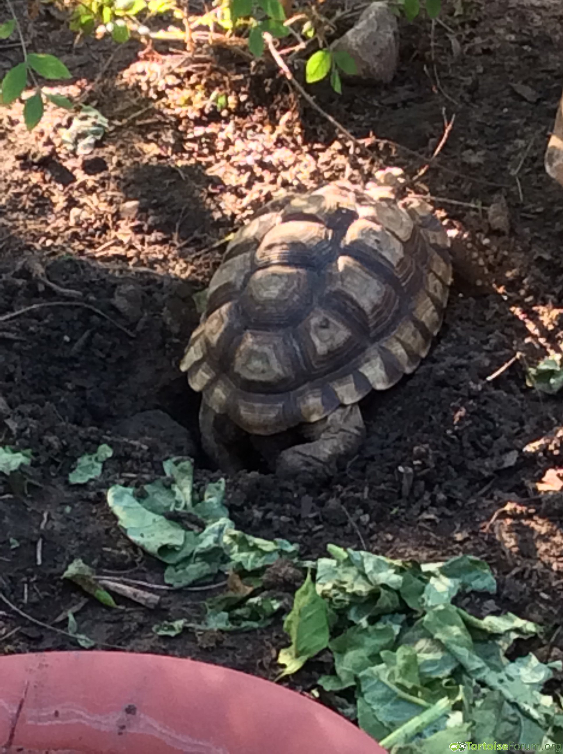 Chaco tortoise laying eggs Tortoise Forum