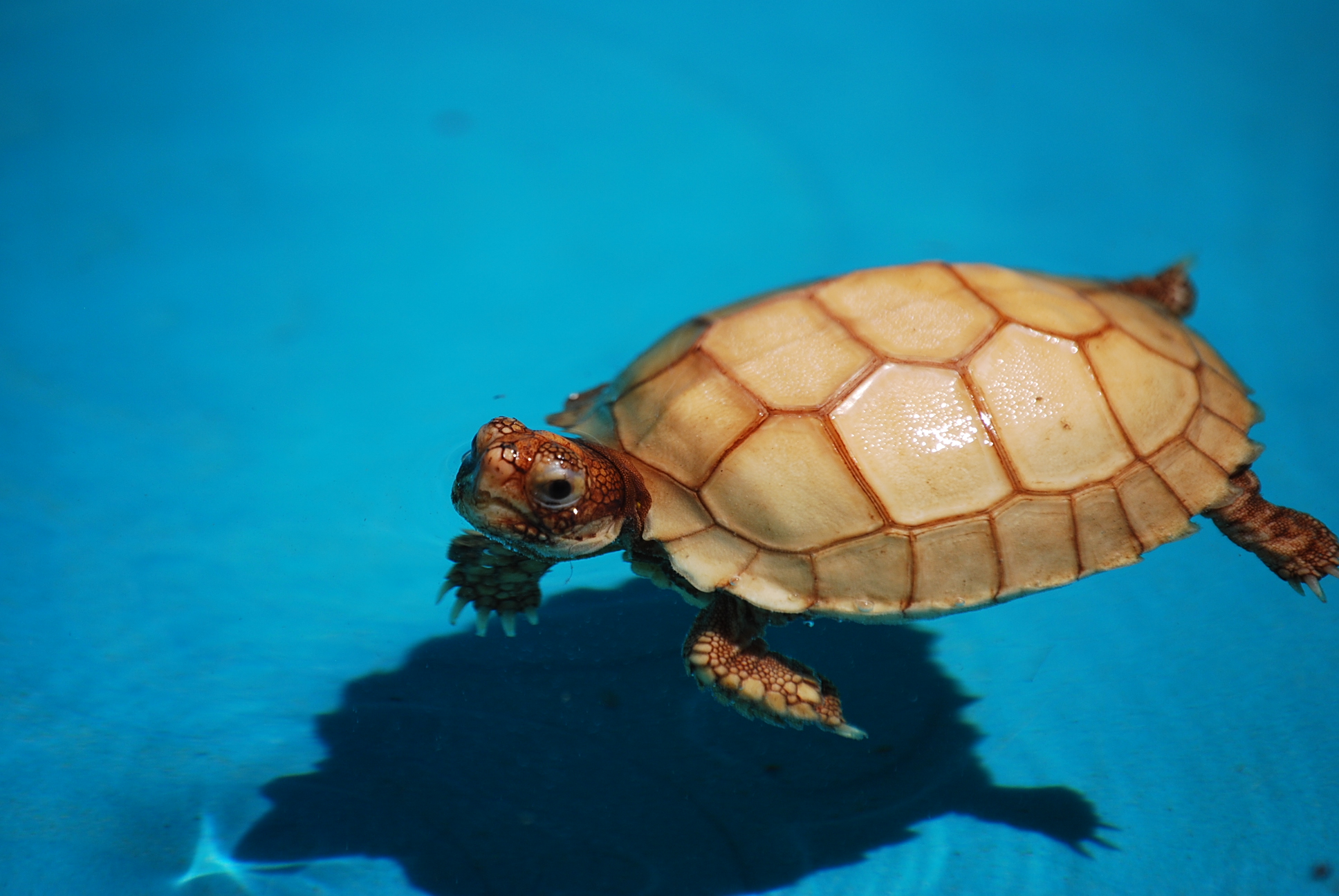 First Swimming Lesson:  IT-2