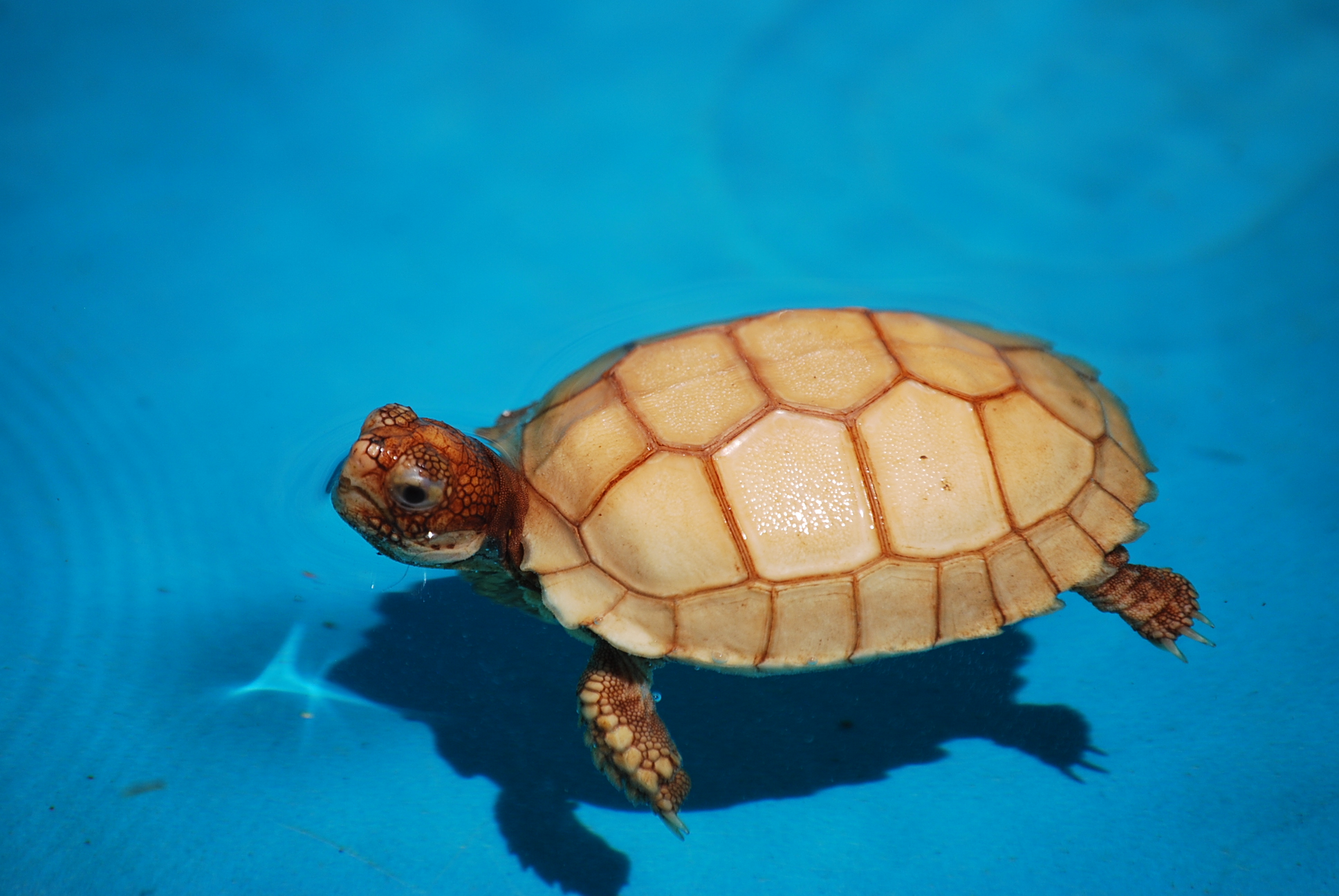 First Swimming Lesson:  IT-2