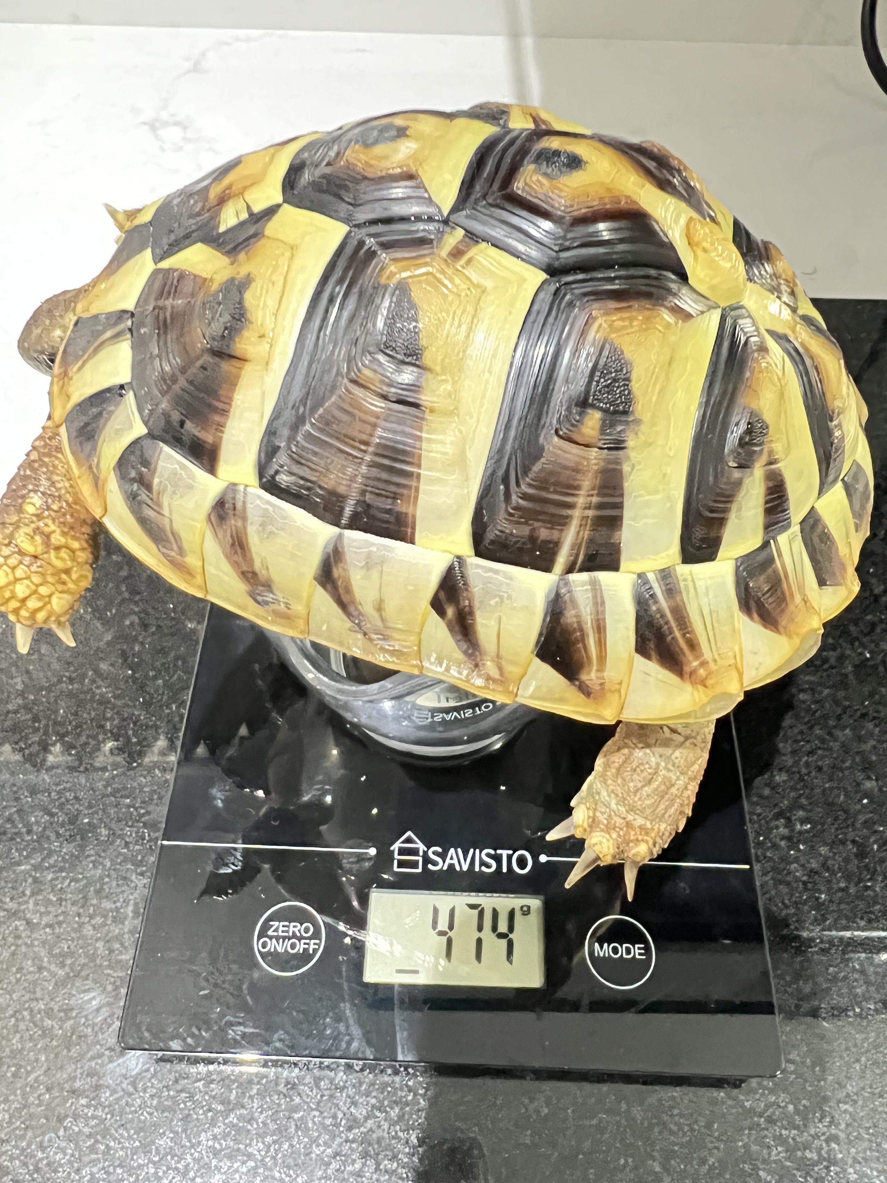 First weigh in of the month