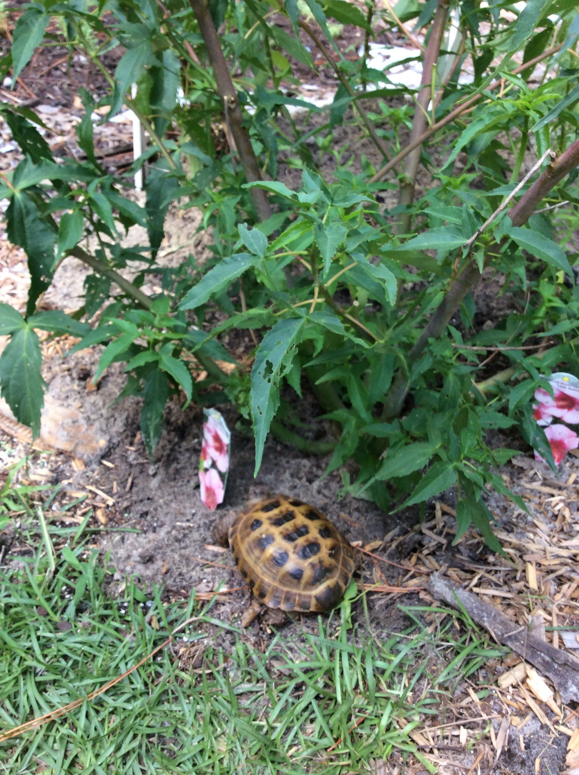 Ginger under his hibiscus tree