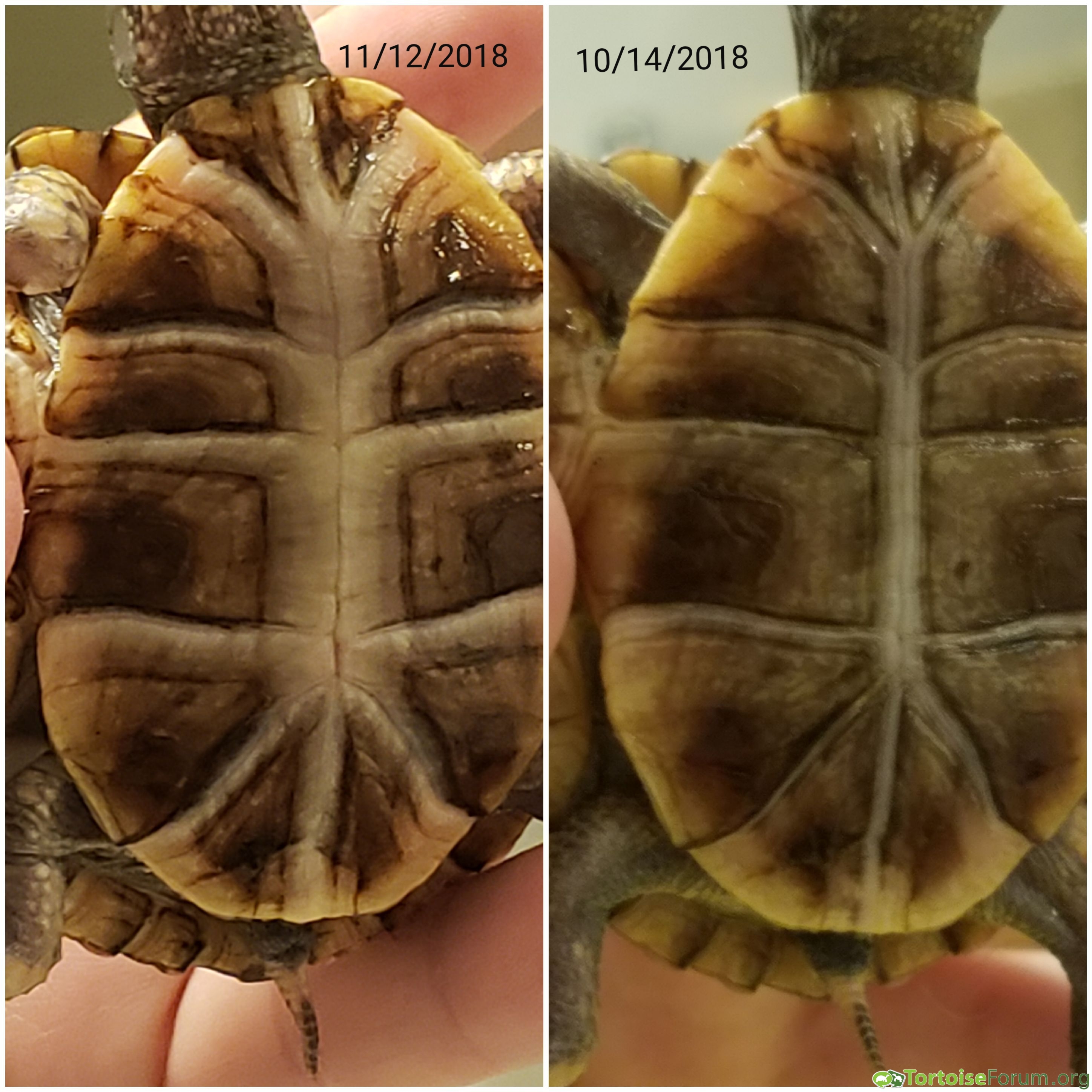 Growth from October to November