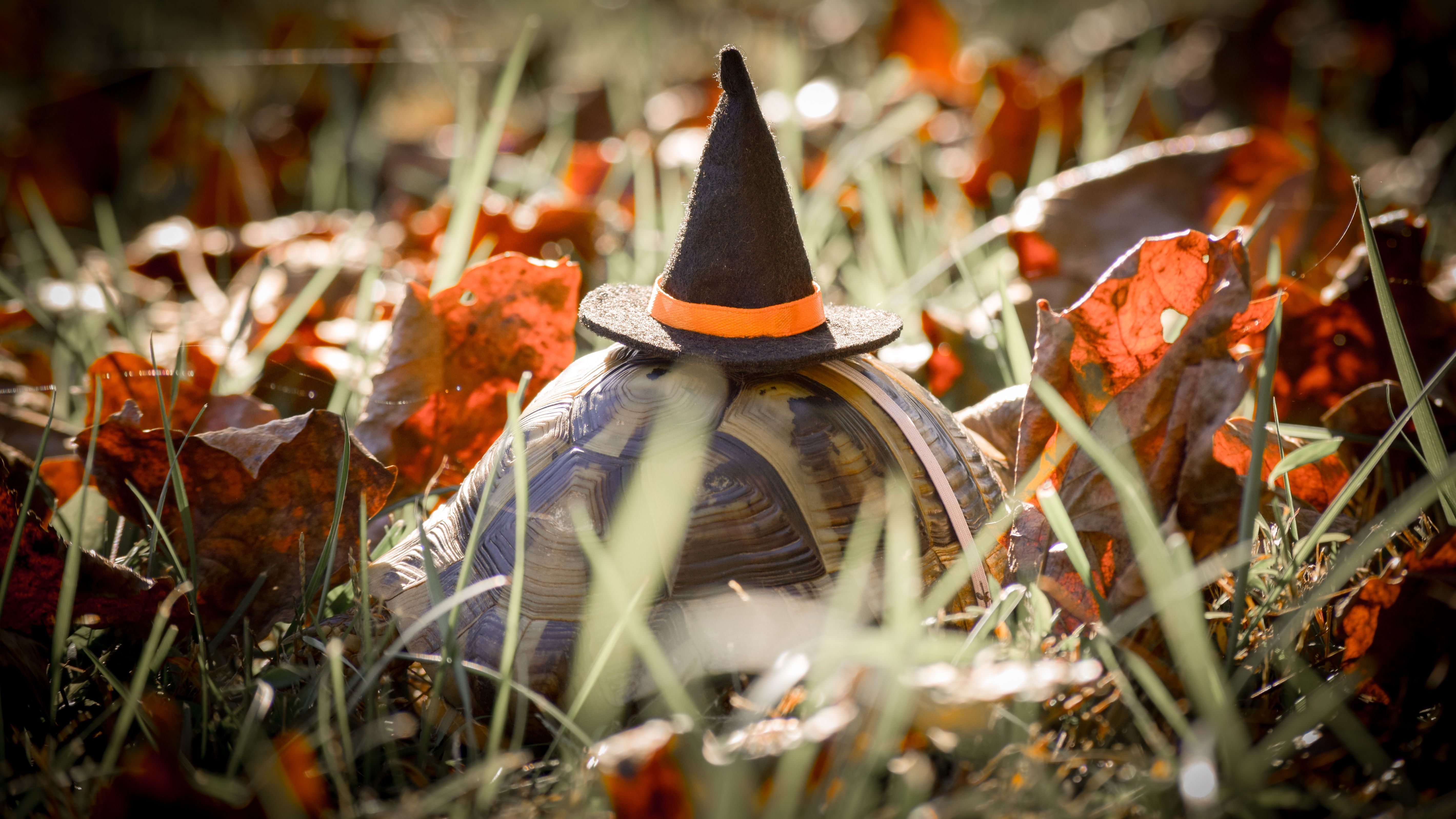 Halloween tortoise