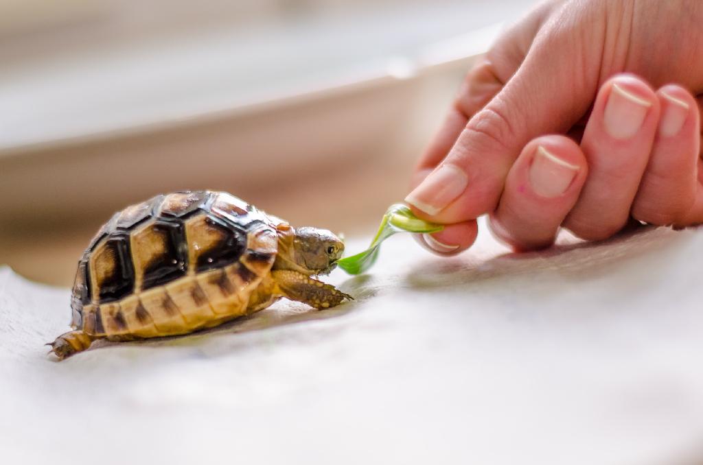 Hand feeding