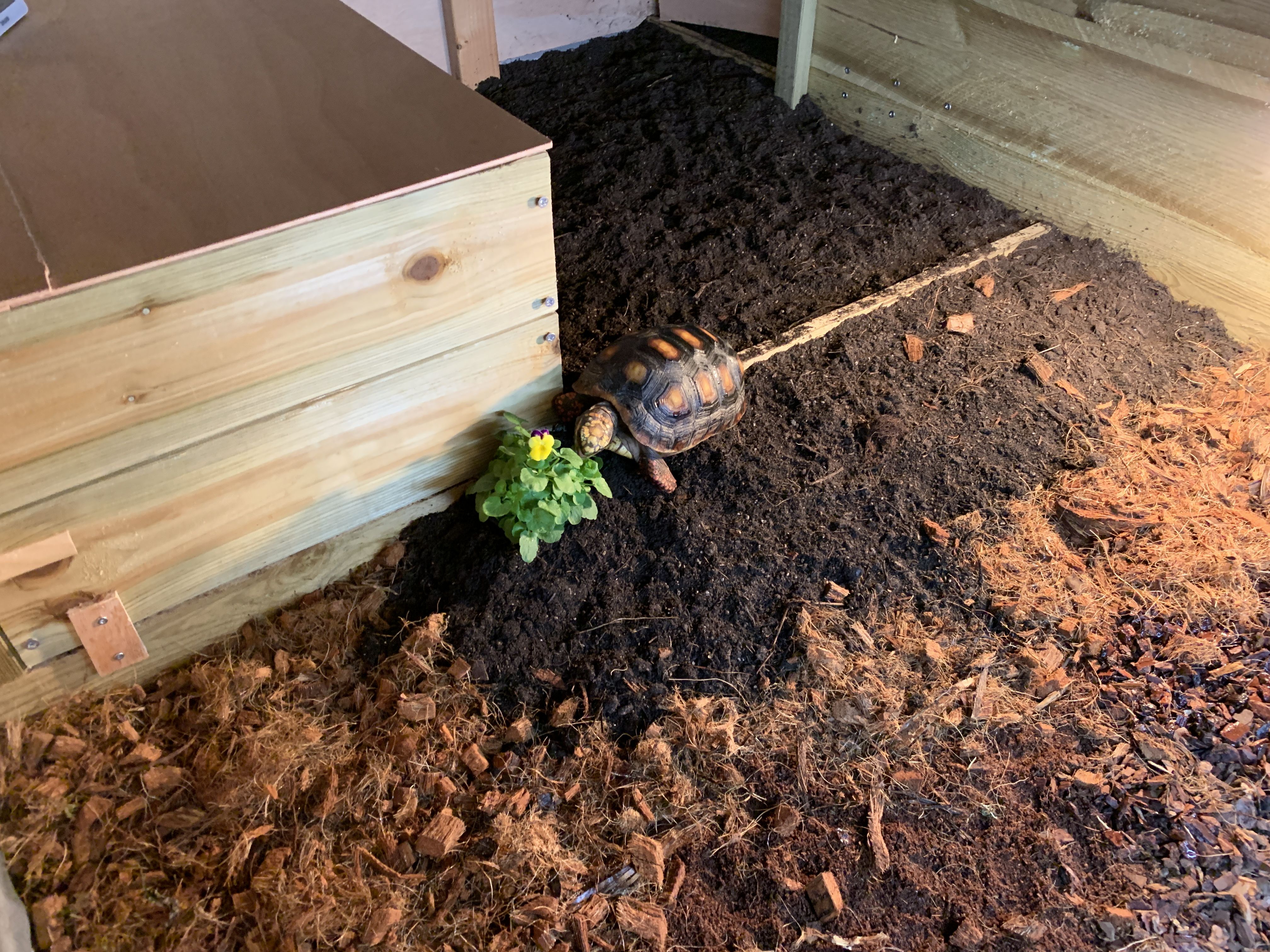 Happy red foot tortoise in big enclosure