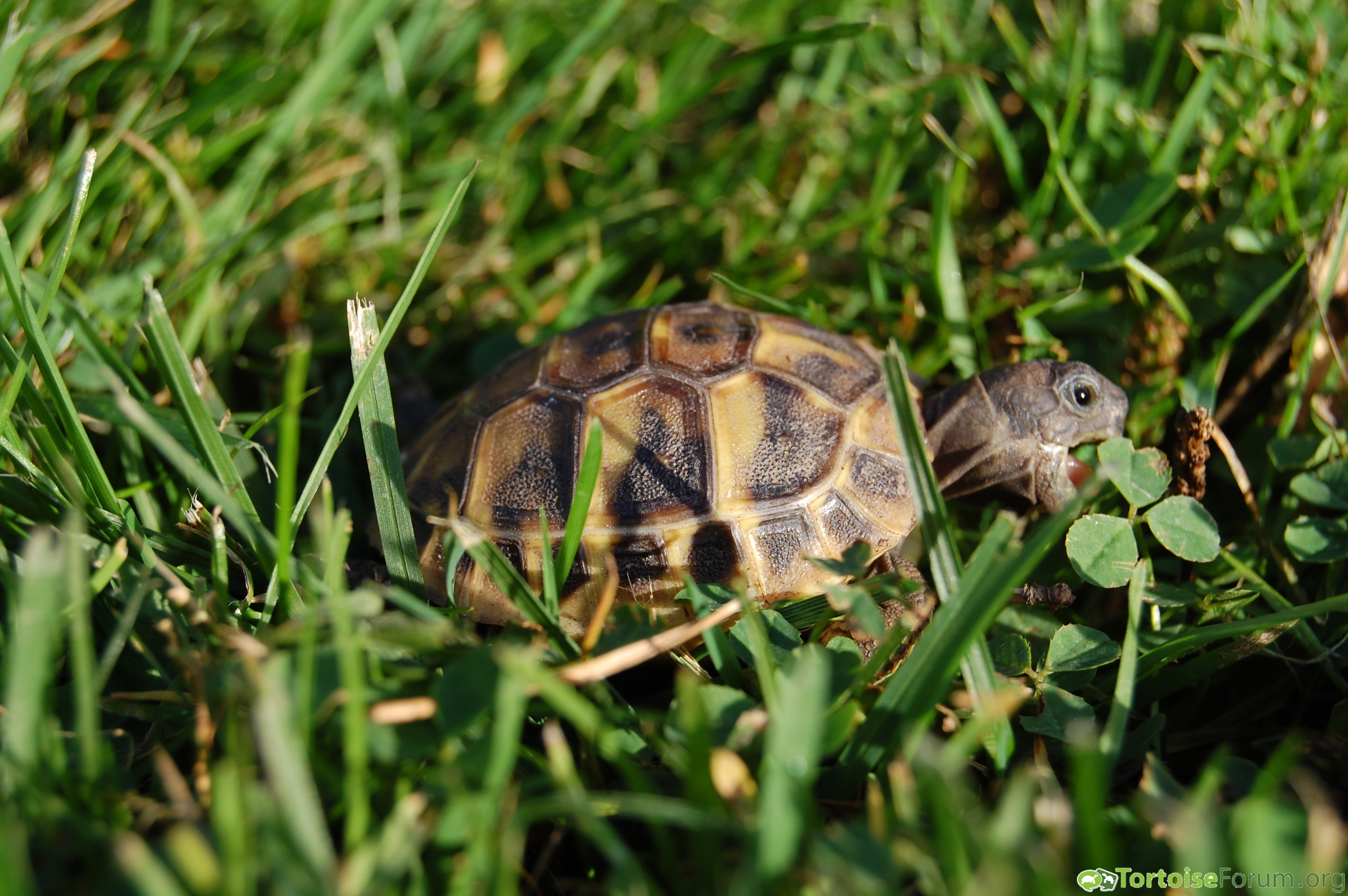 Hatchling eating clover and grass