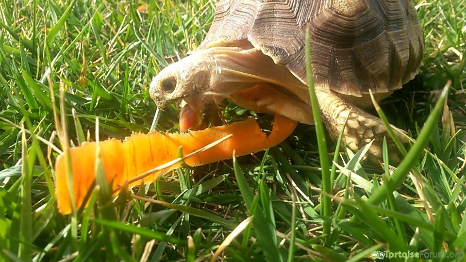He loves his carrots