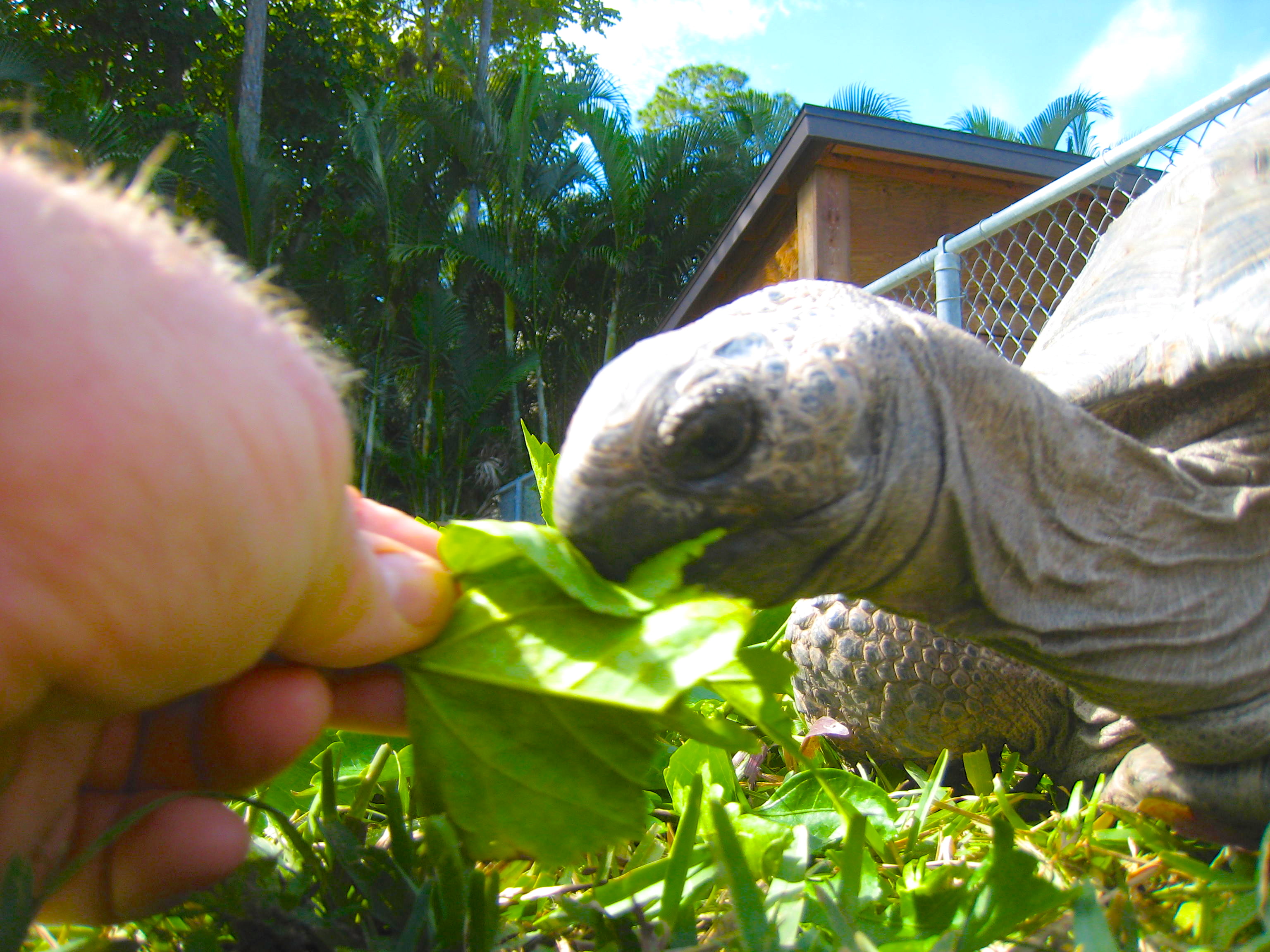 HOPI // SIX EYAR OLD ALDABRA