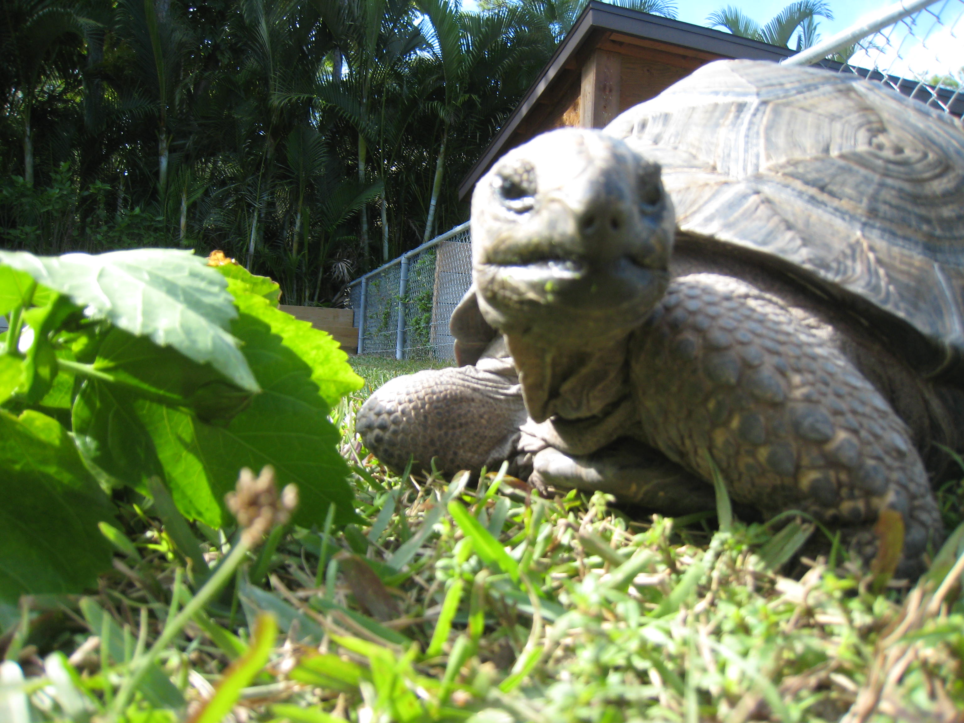 HOPI // SIX EYAR OLD ALDABRA