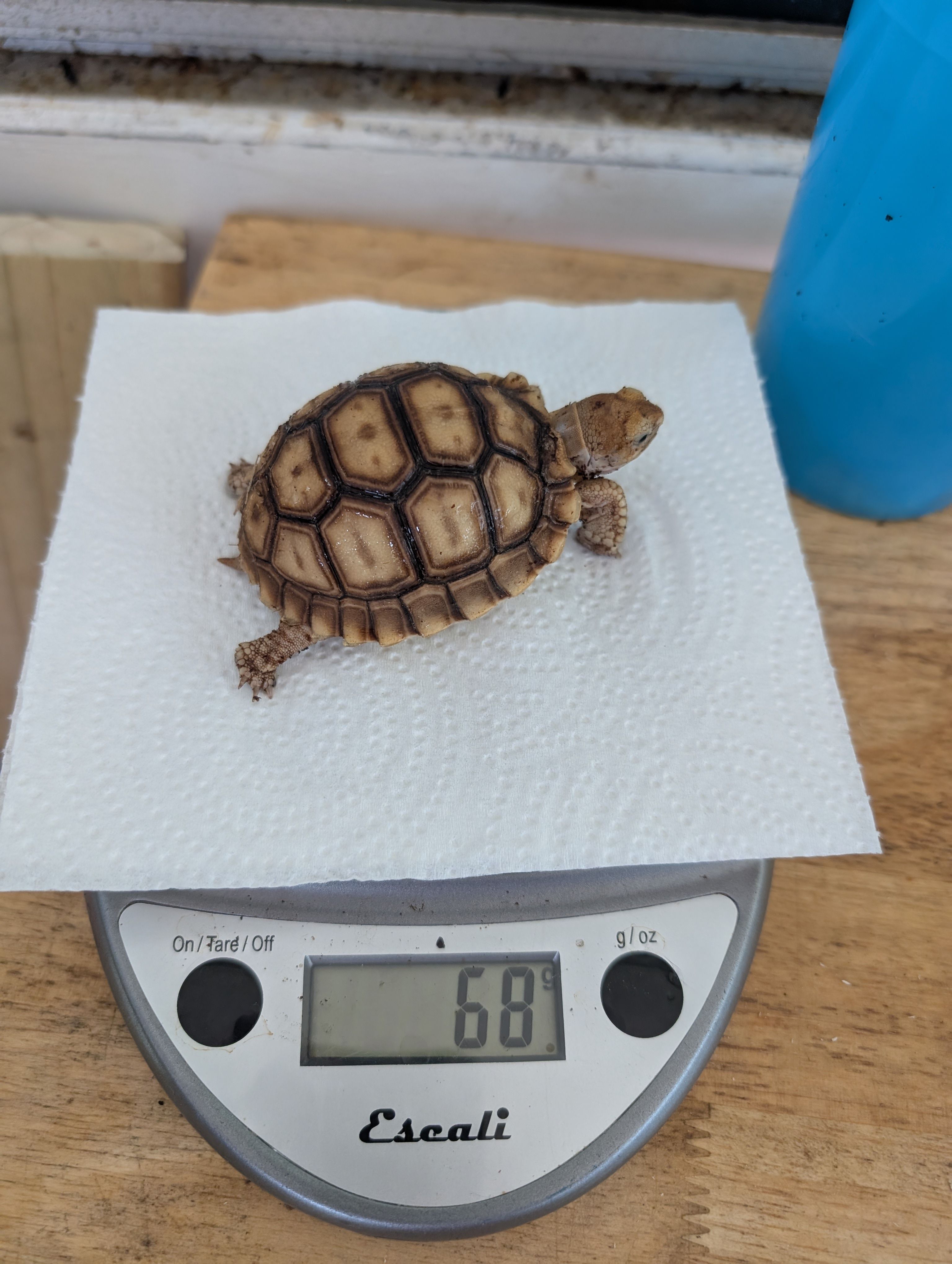 Hufflepuff first weigh-in