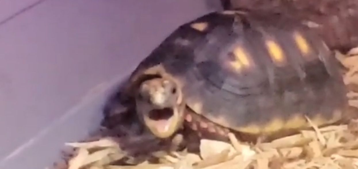 I caught my red foot tortoise yawning