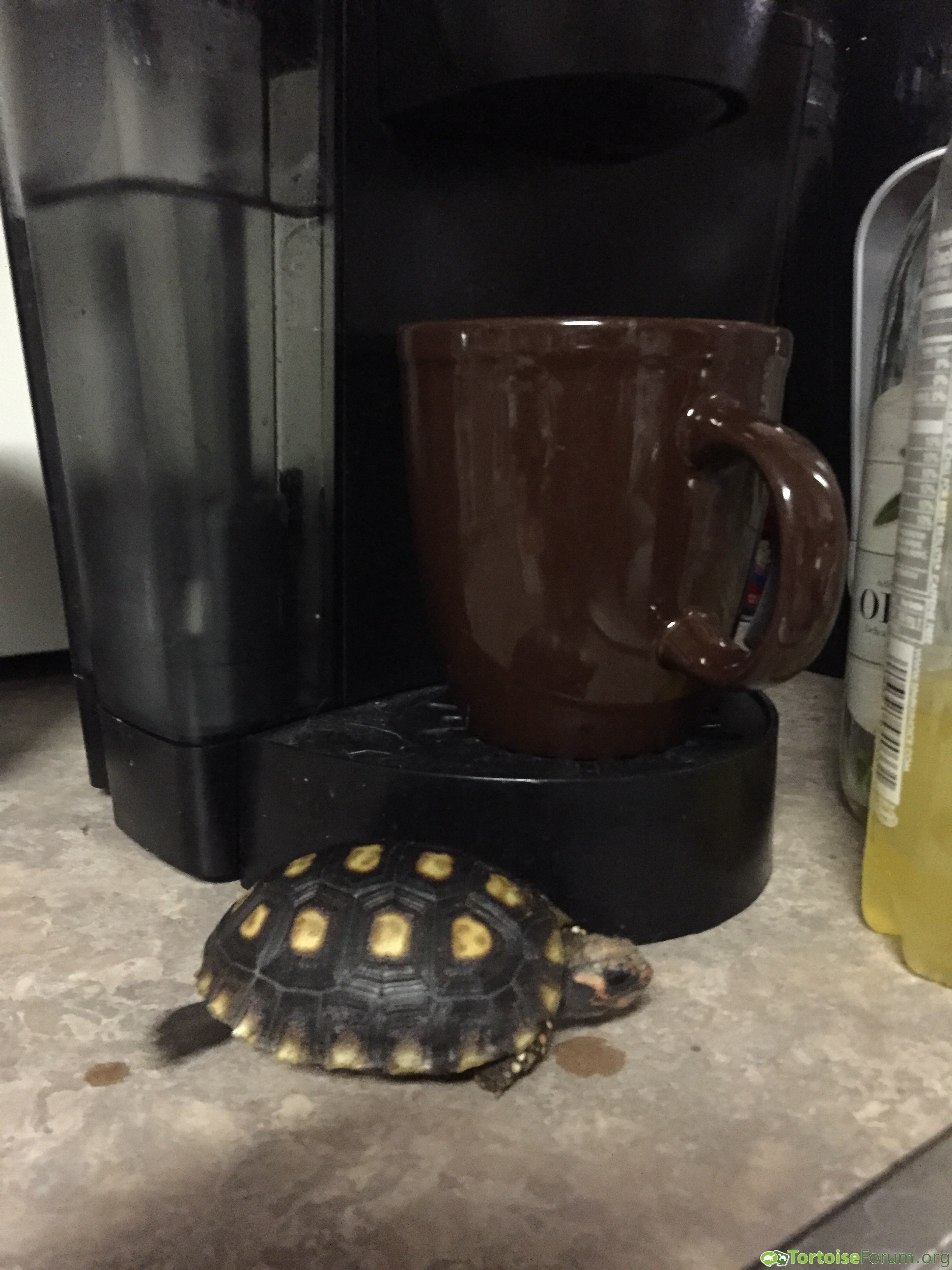 I like my coffee black with a little tortoise...