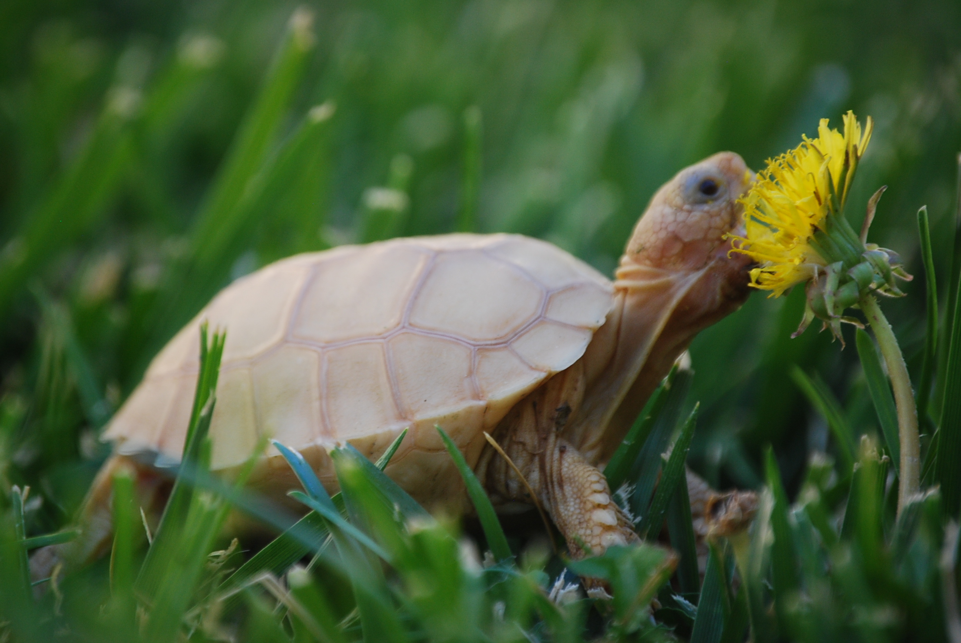 IT-2: FIRST DANDELION (1.5 MONTHS OLD)