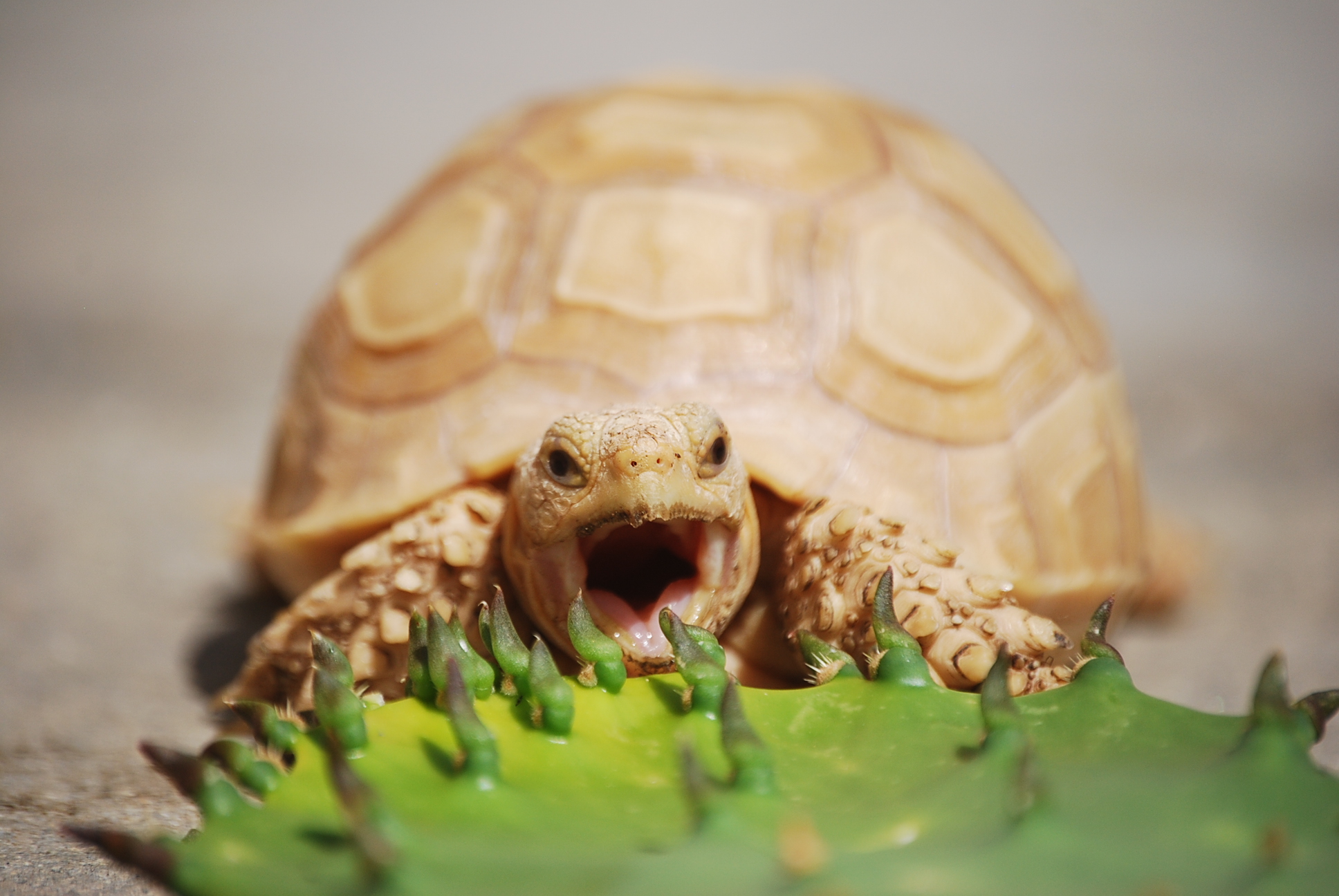 IT-2 Goofing around with the cactus...and yawning!