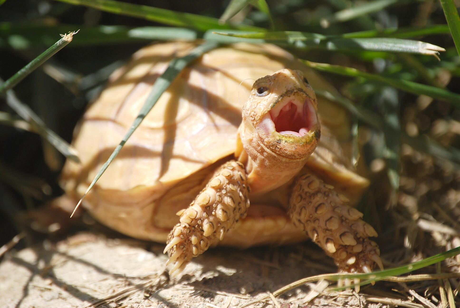 IT-2 Yawning April 8, 2015