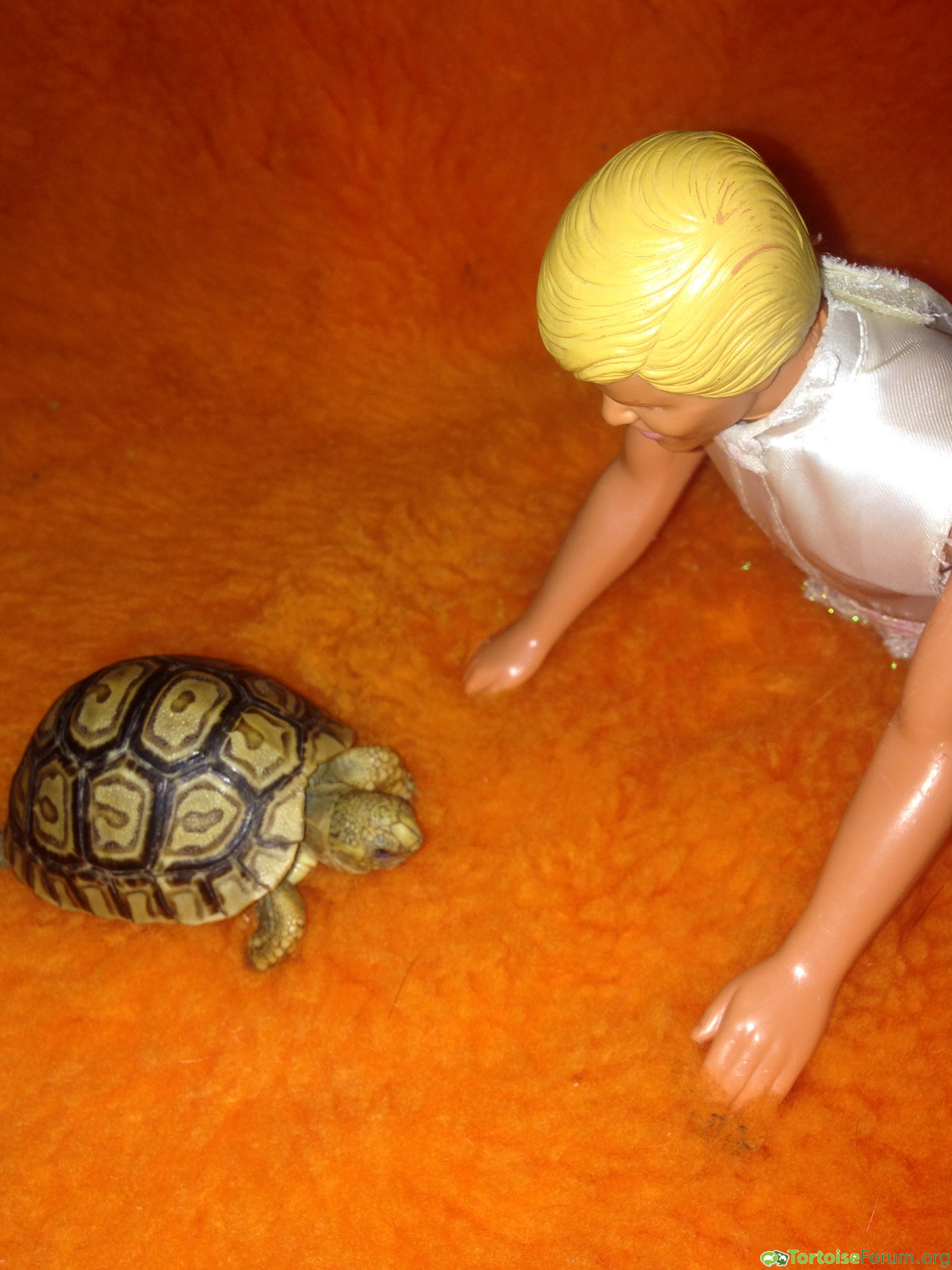 Ken vs adorable leopard tortoise
