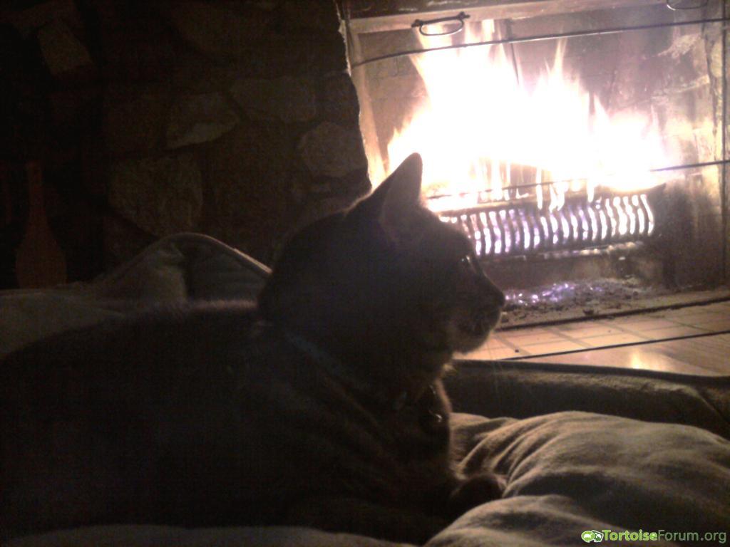 Kitty by a fire