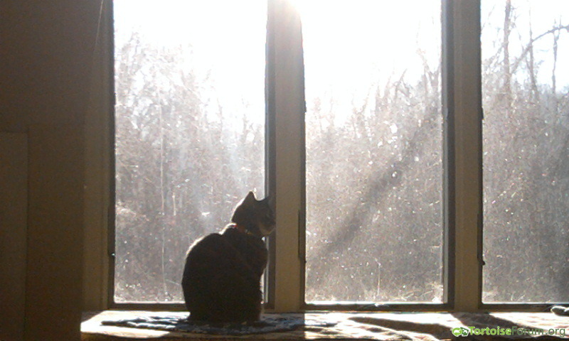 Kitty in the window!